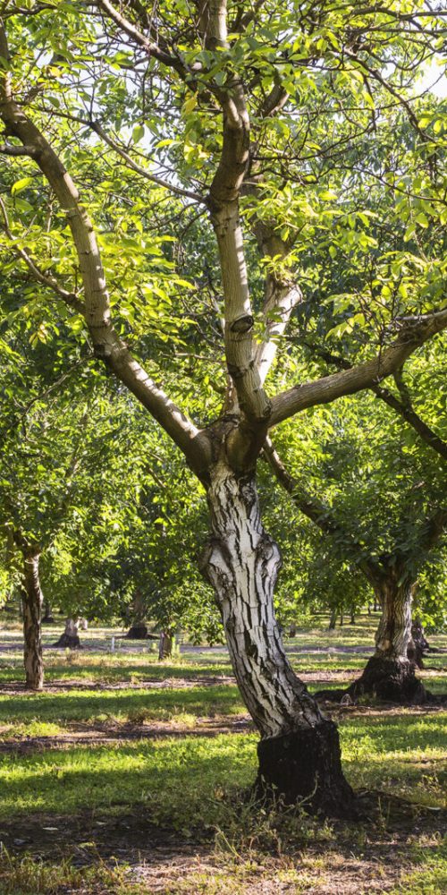 03.-_MG_9629-Pano copy_BDJZ